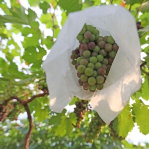 non woven grape cover bag
