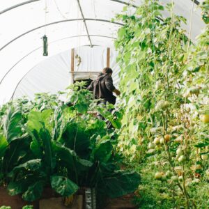 Anti-uv Breathable Non Woven Greenhouse Fabric Cover Material