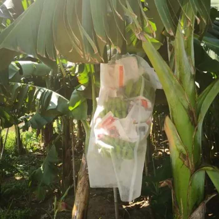 Agricultural Non Woven Materials 10 biodegradable protection non woven banana bunch cover